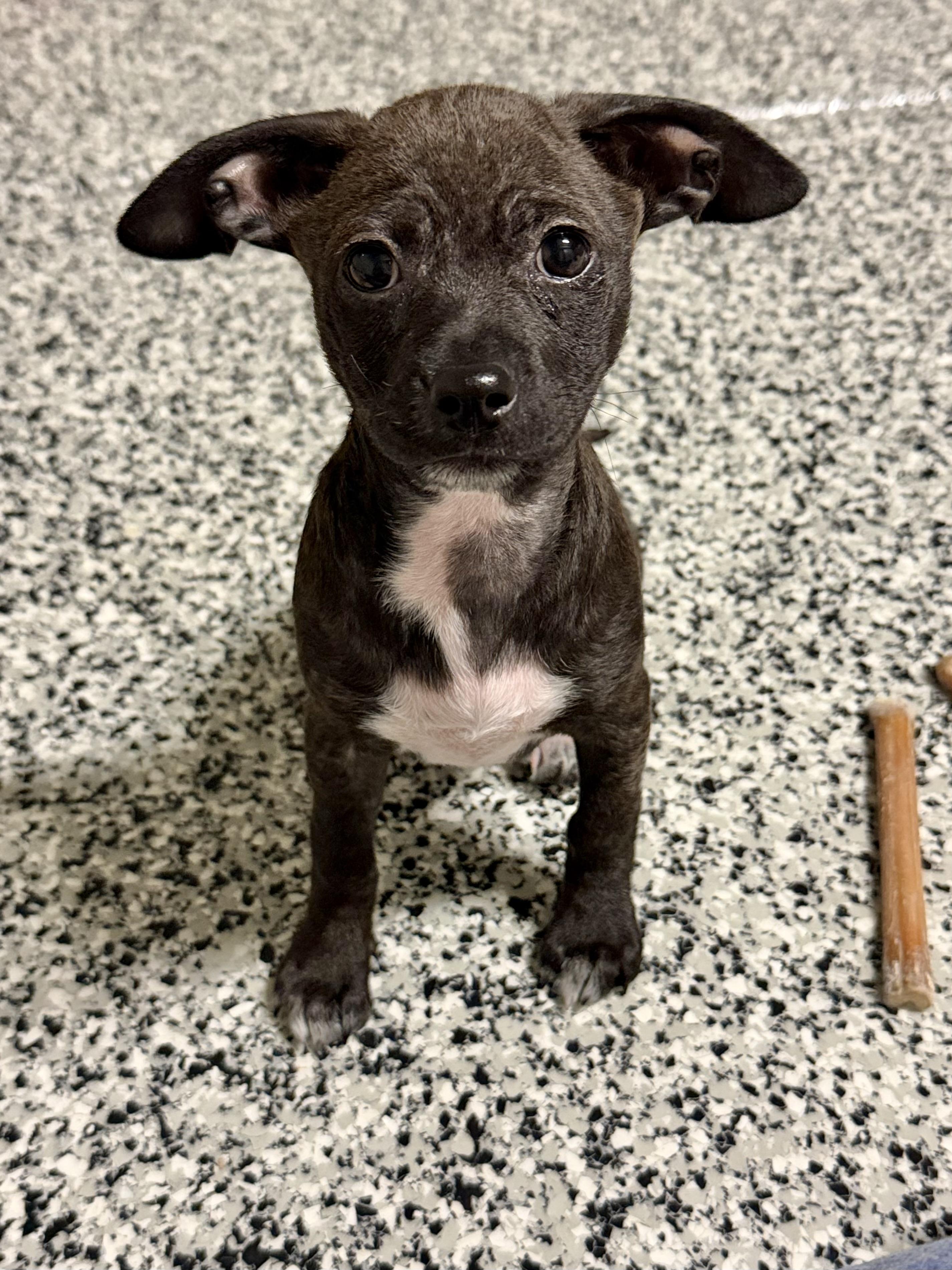 Enlarge Hoka, a ADOPTABLE mixed breed in Corona Del Mar, CA image 3/5