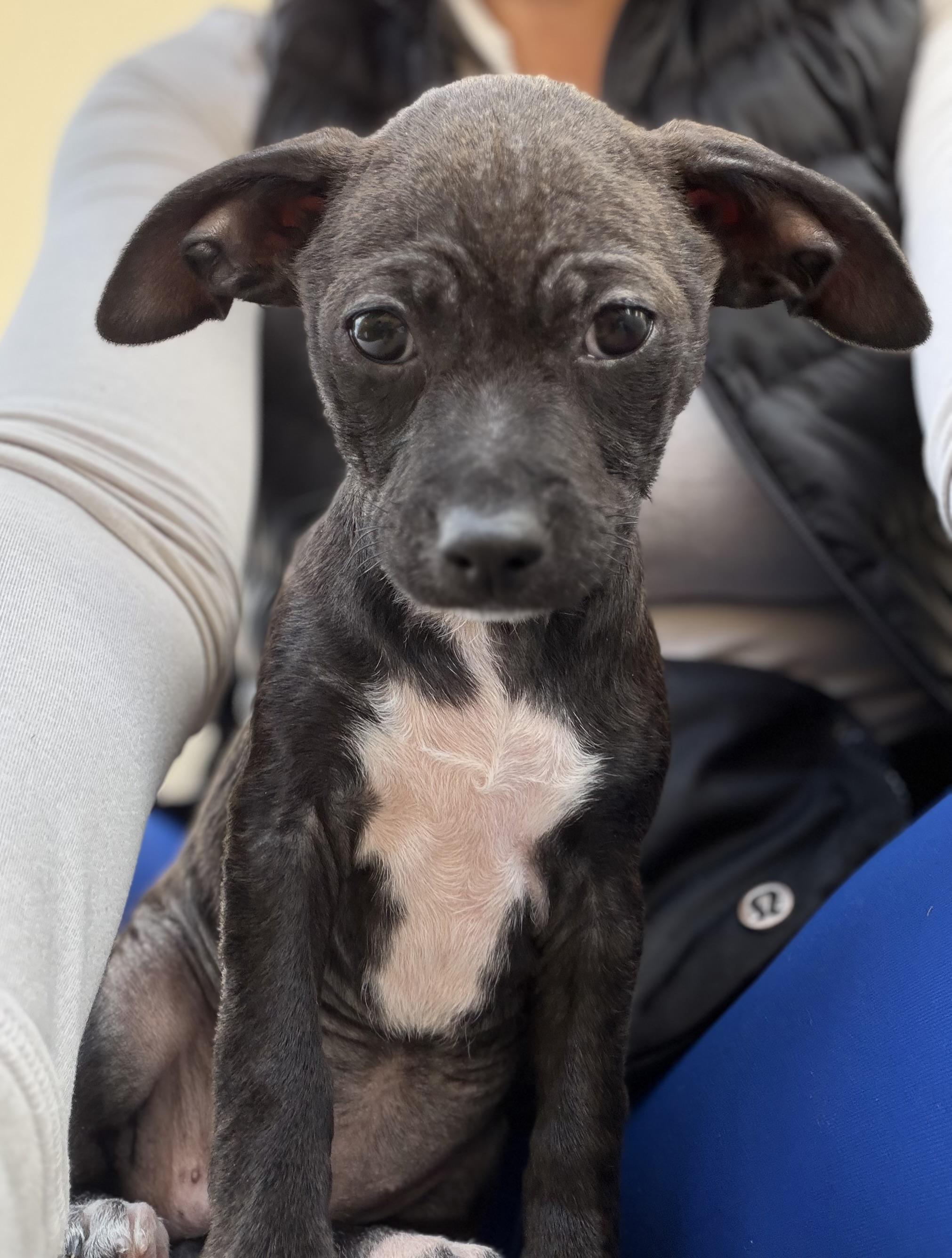 Enlarge Hoka, a ADOPTABLE mixed breed in Corona Del Mar, CA image 4/5