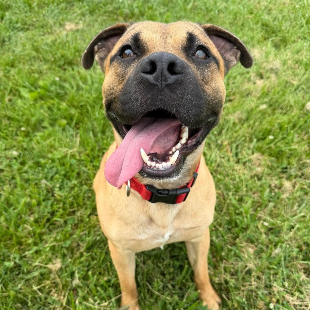 Conrad, Adoptable, Young Male Mixed Breed.