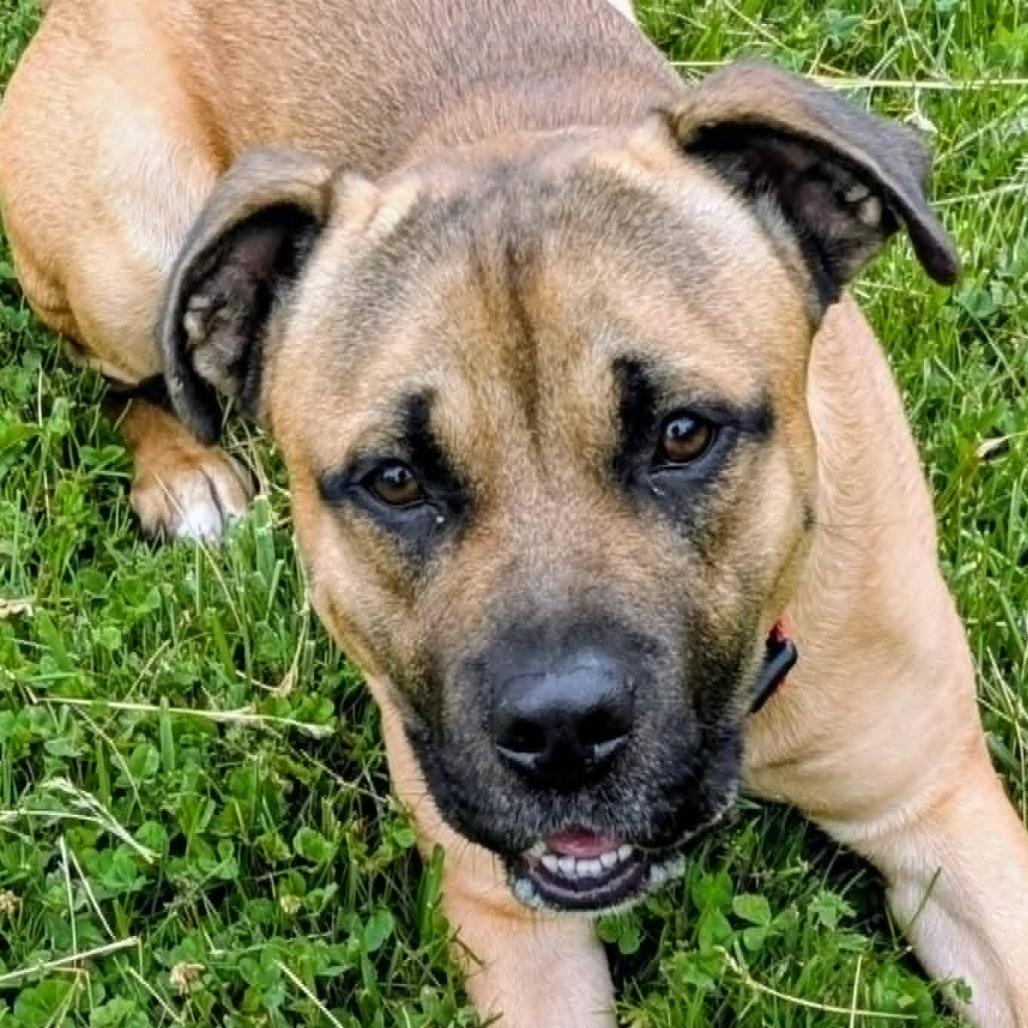 Enlarge Conrad, a Adoptable Mixed Breed in Jeffersonville, IN image 1/6