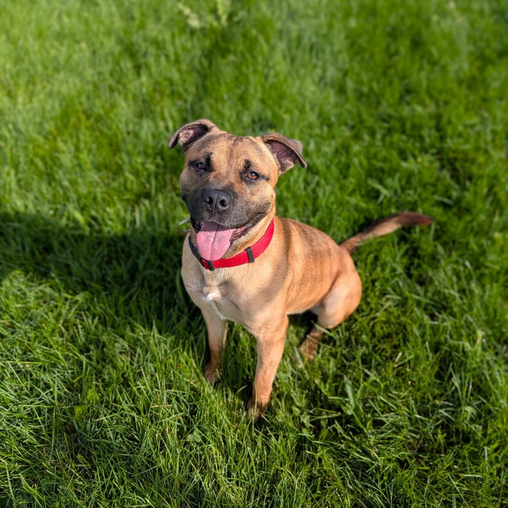 Enlarge Conrad, a Adoptable Mixed Breed in Jeffersonville, IN image 2/6