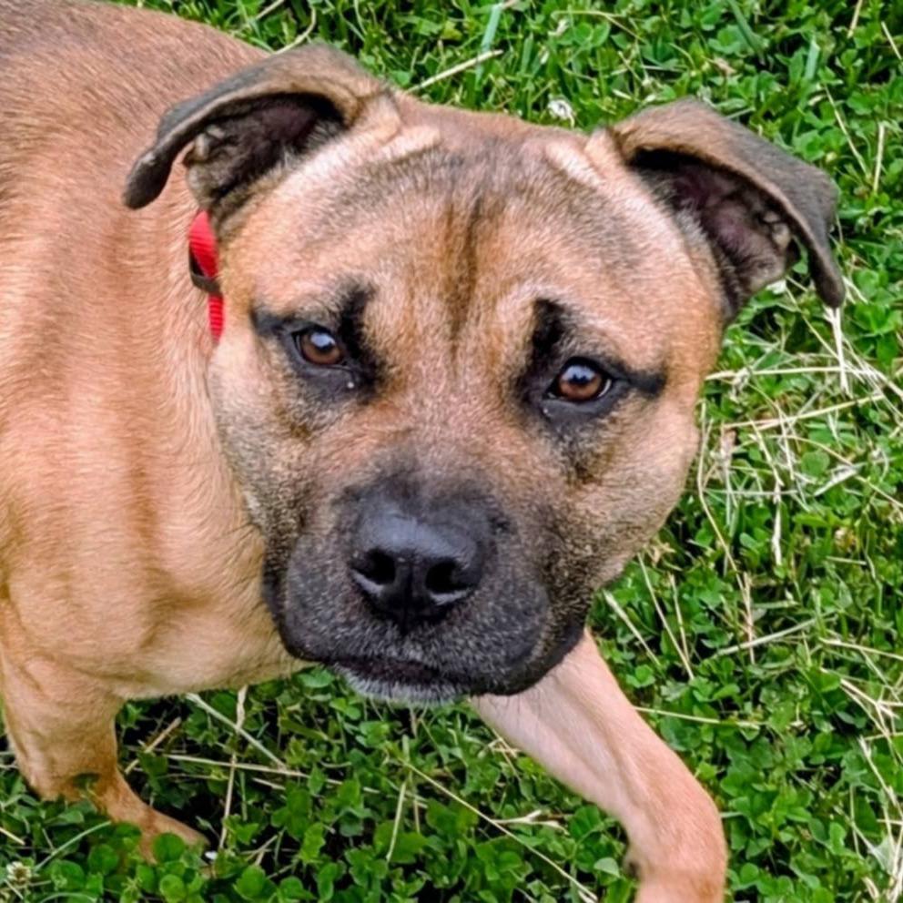 Enlarge Conrad, a Adoptable Mixed Breed in Jeffersonville, IN image 3/6