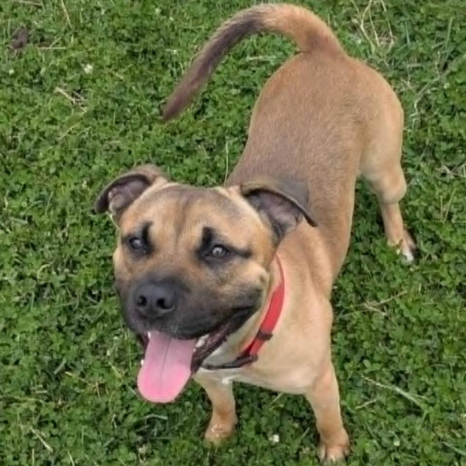 Enlarge Conrad, a Adoptable Mixed Breed in Jeffersonville, IN image 4/6