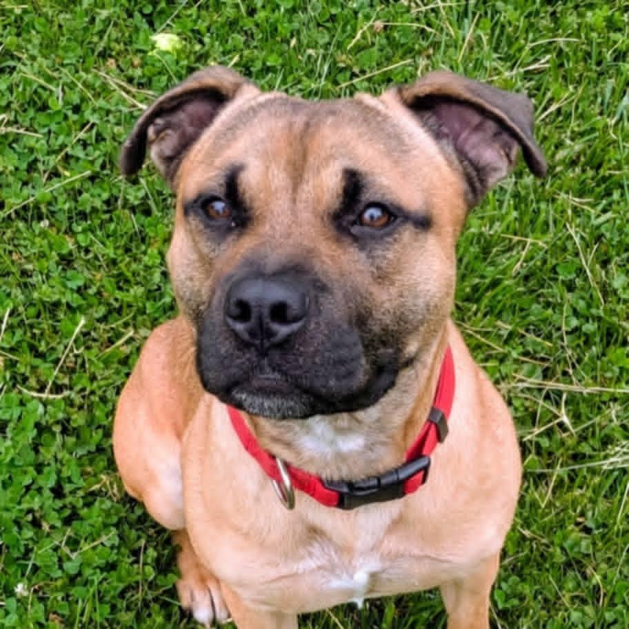 Enlarge Conrad, a Adoptable Mixed Breed in Jeffersonville, IN image 5/6