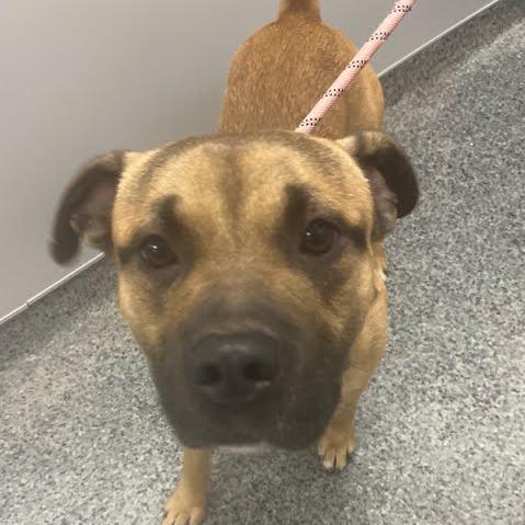 Enlarge Conrad, a Adoptable Mixed Breed in Jeffersonville, IN image 1/1