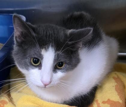 Enlarge Fozzie Bear, a ADOPTABLE Domestic Short Hair in Dubuque, IA image 1/1