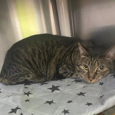 Penny, Adoptable, Adult Female Domestic Short Hair.