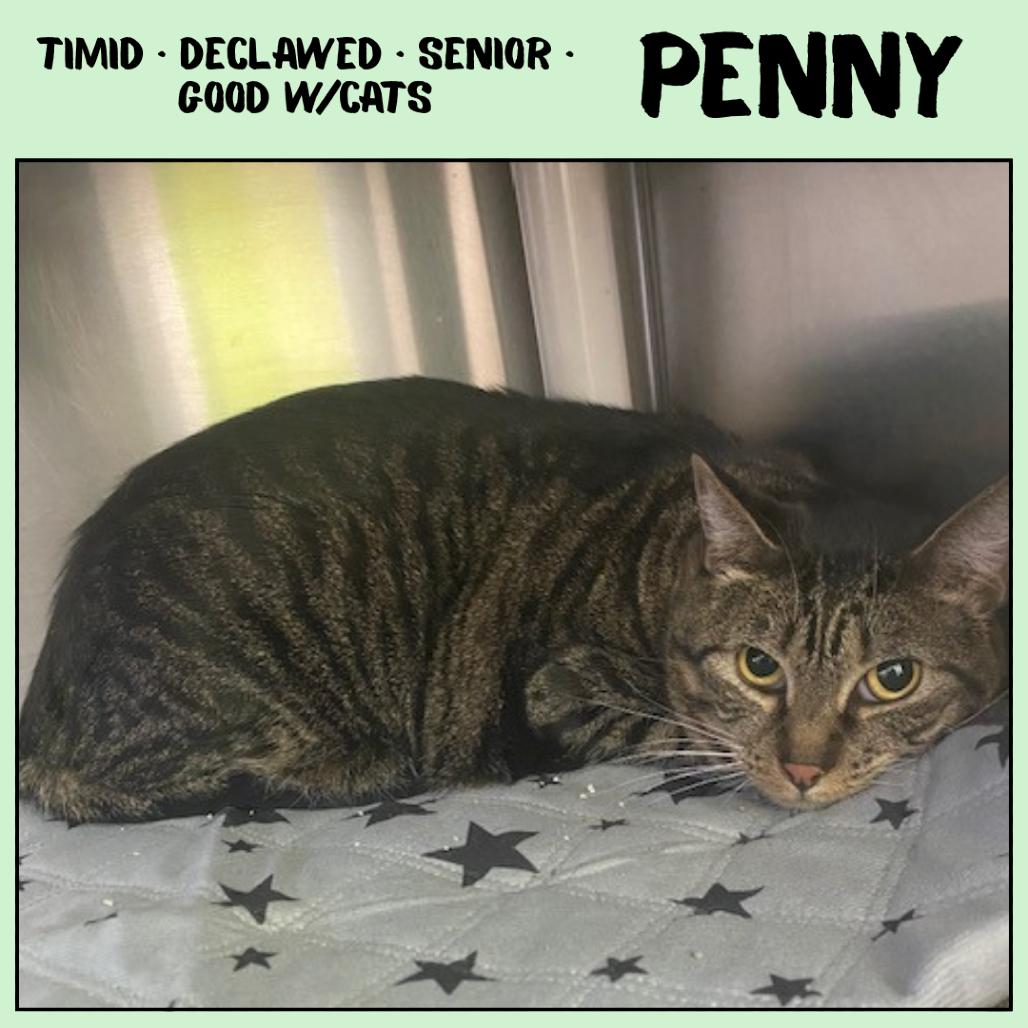 Enlarge Penny, a Adoptable Domestic Short Hair in Emporia, KS image 2/3