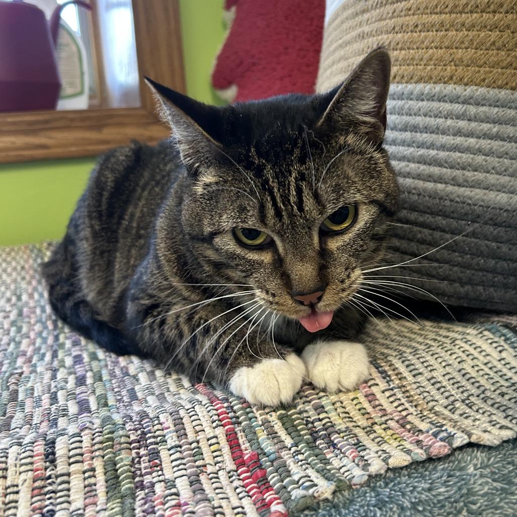 Enlarge Penny, a Adoptable Domestic Short Hair in Emporia, KS image 3/3