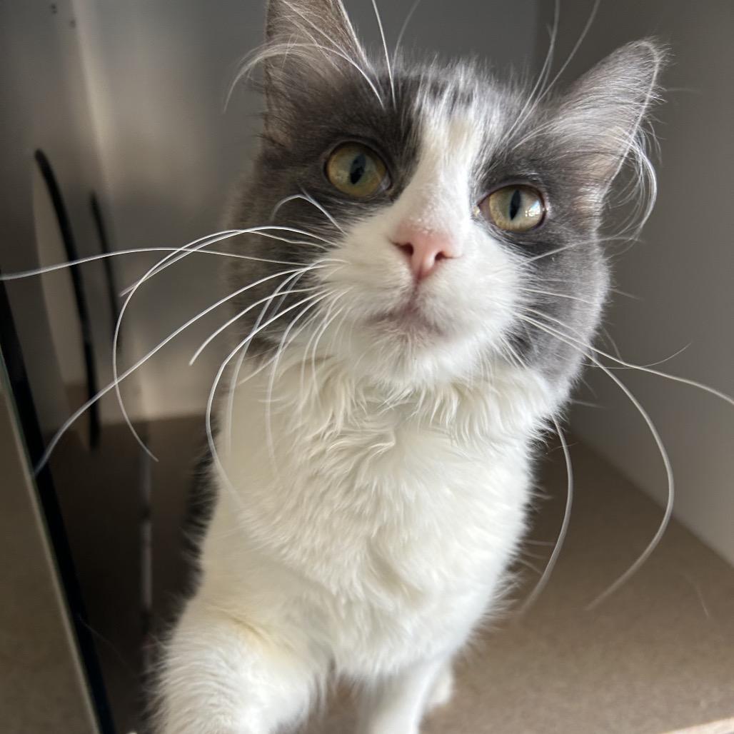 Enlarge Kale, a Adoptable Domestic Medium Hair in Park City, UT image 1/5