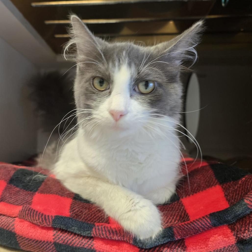 Enlarge Kale, a Adoptable Domestic Medium Hair in Park City, UT image 2/5