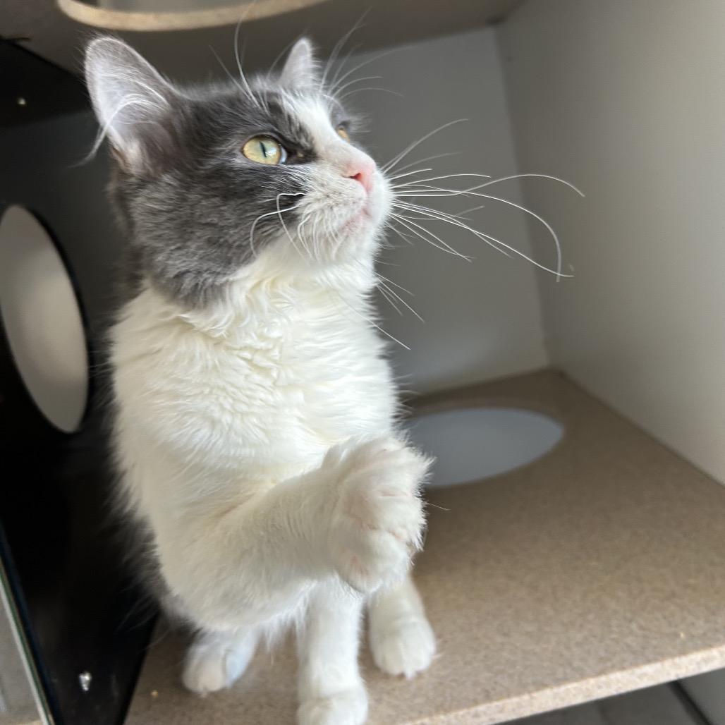 Enlarge Kale, a Adoptable Domestic Medium Hair in Park City, UT image 4/5