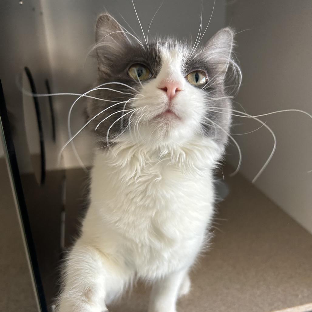 Enlarge Kale, a Adoptable Domestic Medium Hair in Park City, UT image 5/5