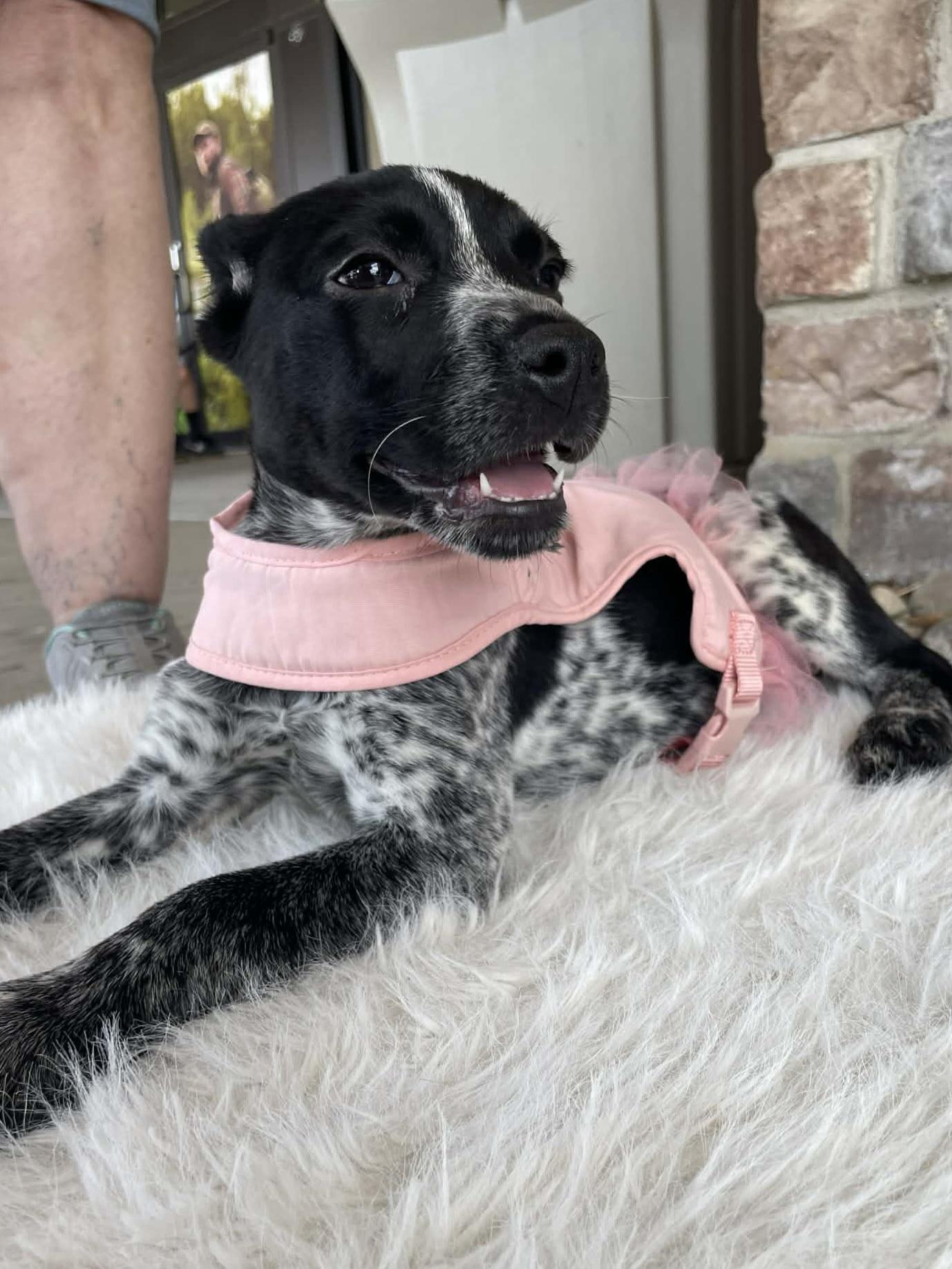 Claire, a Adoptable mixed breed in Florissant, MO image 1/4