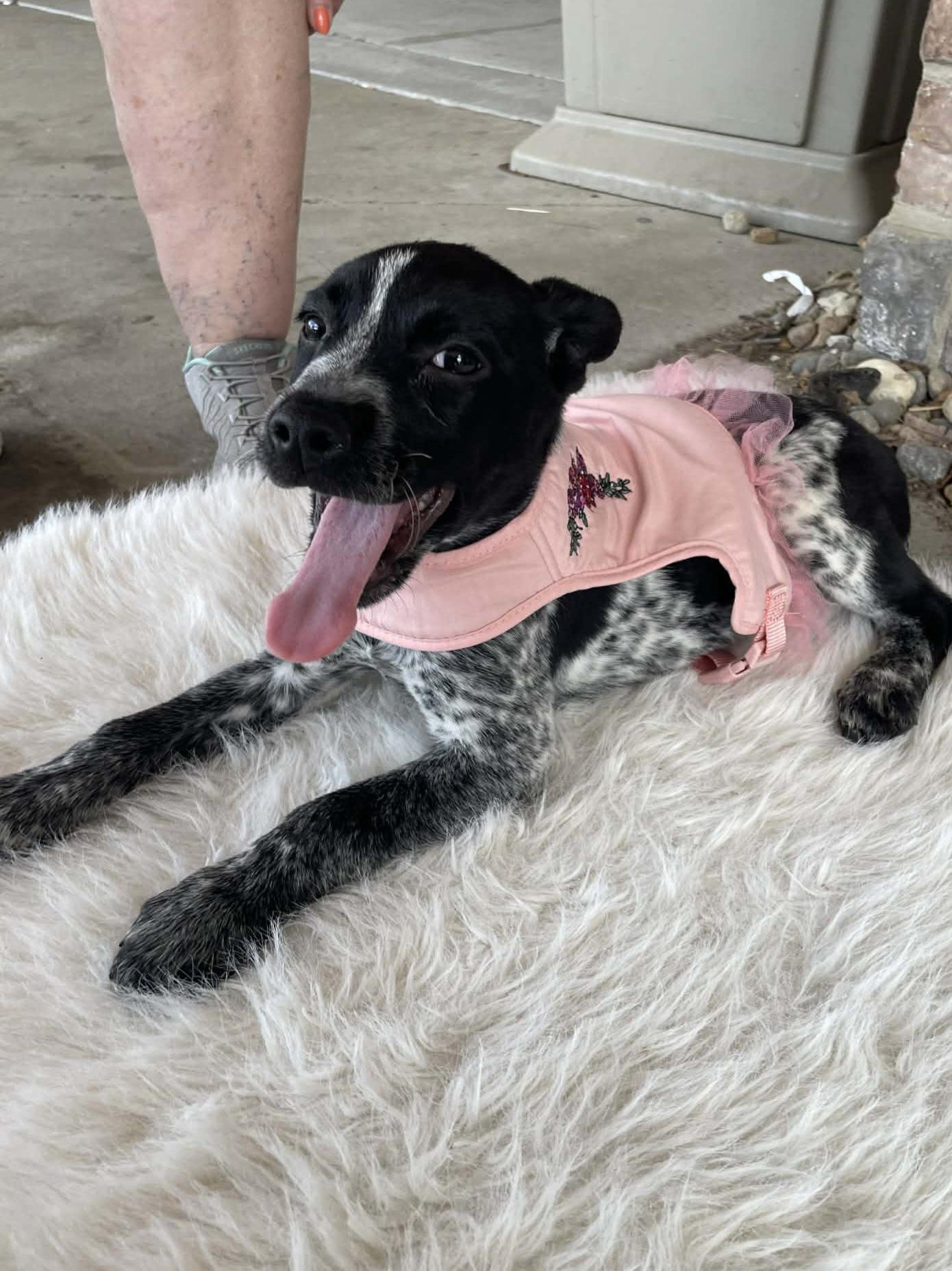 Claire, a Adoptable mixed breed in Florissant, MO image 2/4