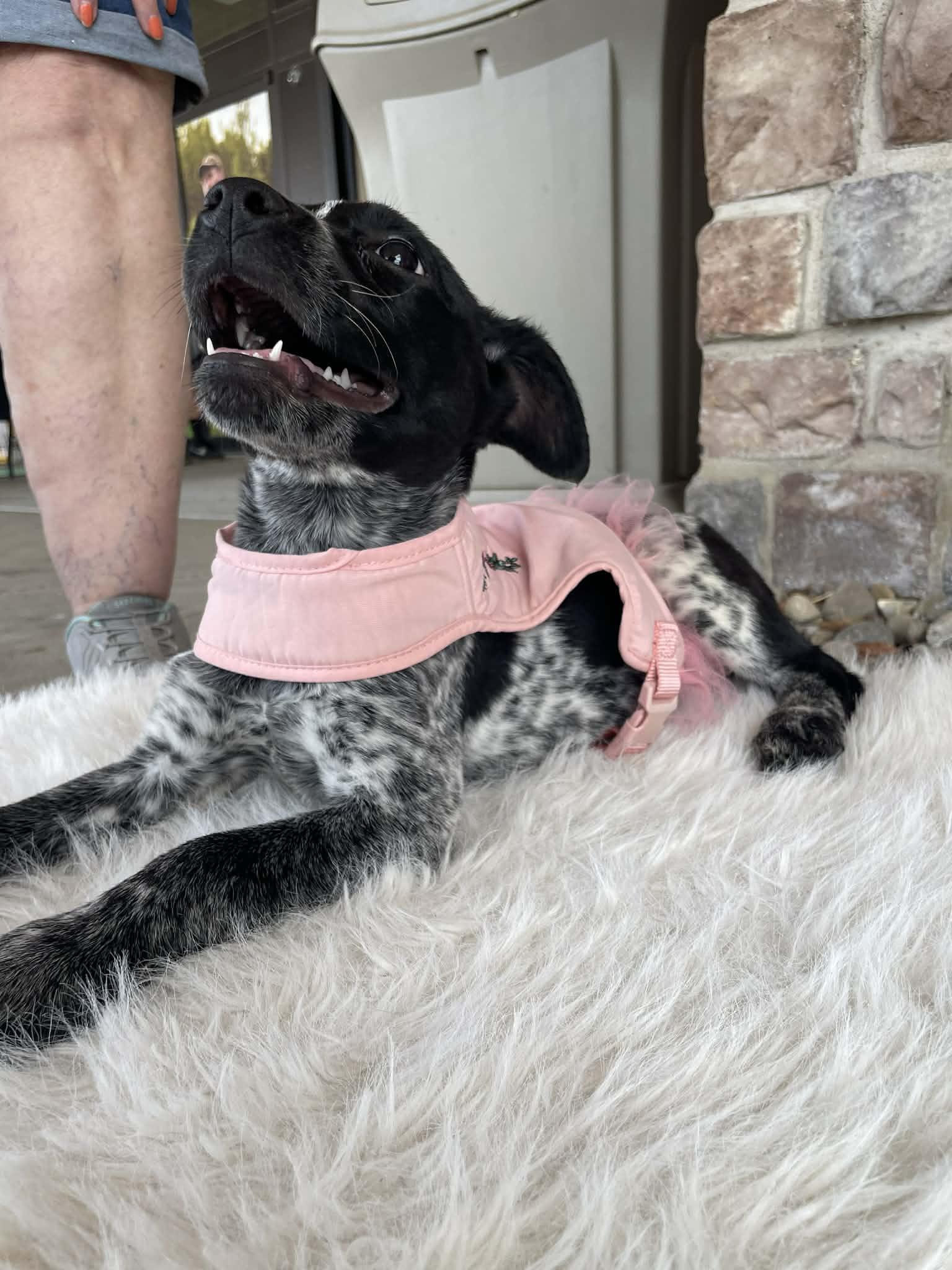 Claire, a Adoptable mixed breed in Florissant, MO image 3/4