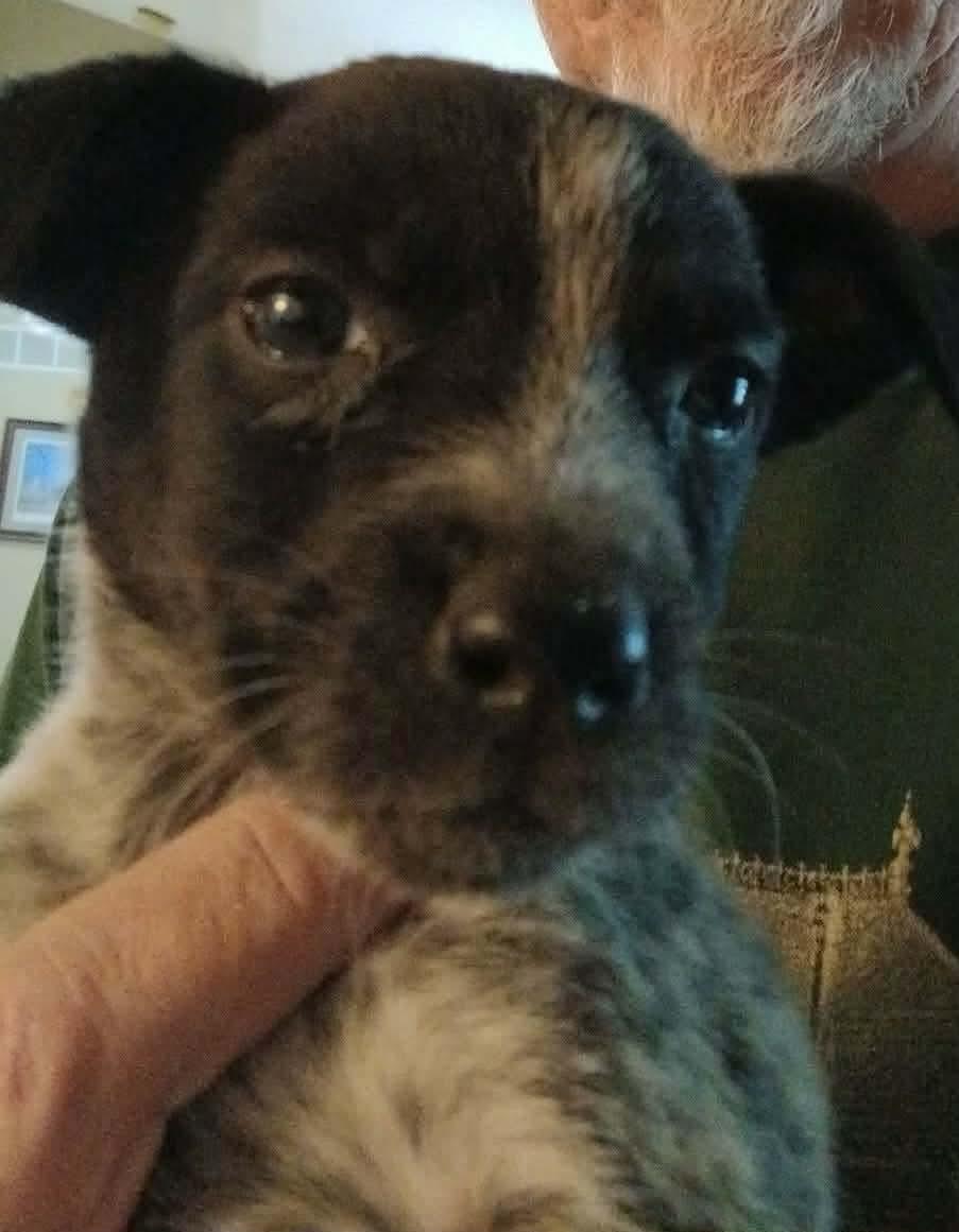 Claire, a Adoptable mixed breed in Florissant, MO image 4/4