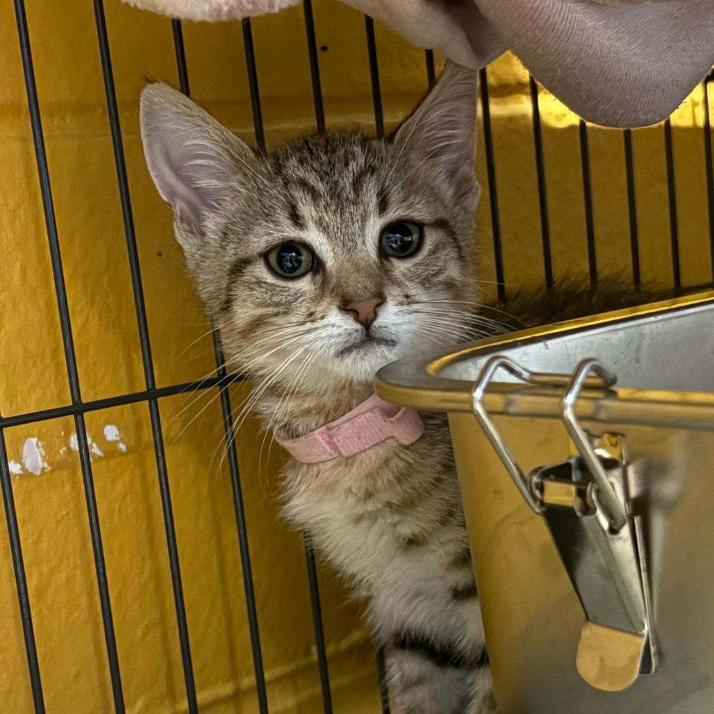 Enlarge Praline, a Adoptable mixed breed in Chesapeake, VA image 1/1