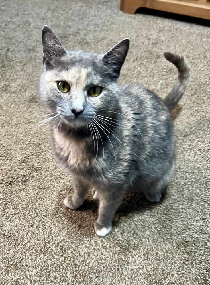 Sorbet, a Adoptable mixed breed in WARNER ROBINS, GA image 1/5