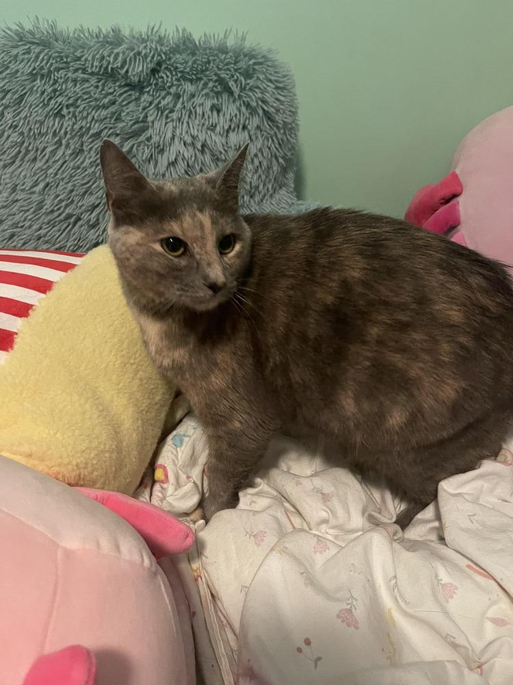 Sorbet, a Adoptable mixed breed in WARNER ROBINS, GA image 3/5