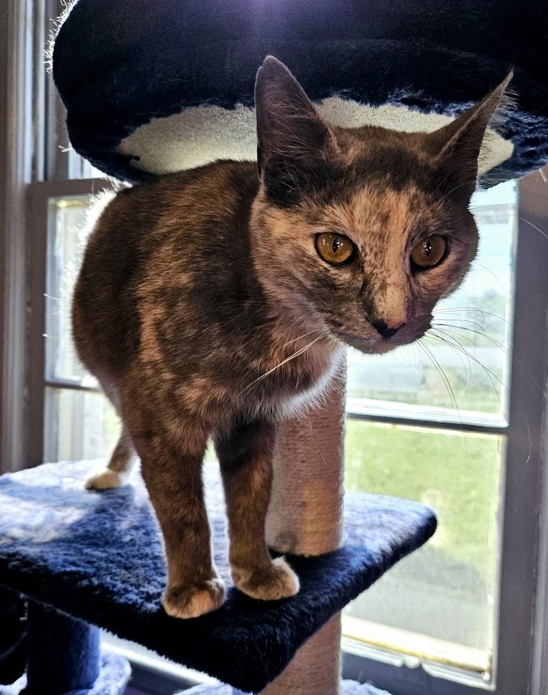 Sorbet, a Adoptable mixed breed in WARNER ROBINS, GA image 4/5