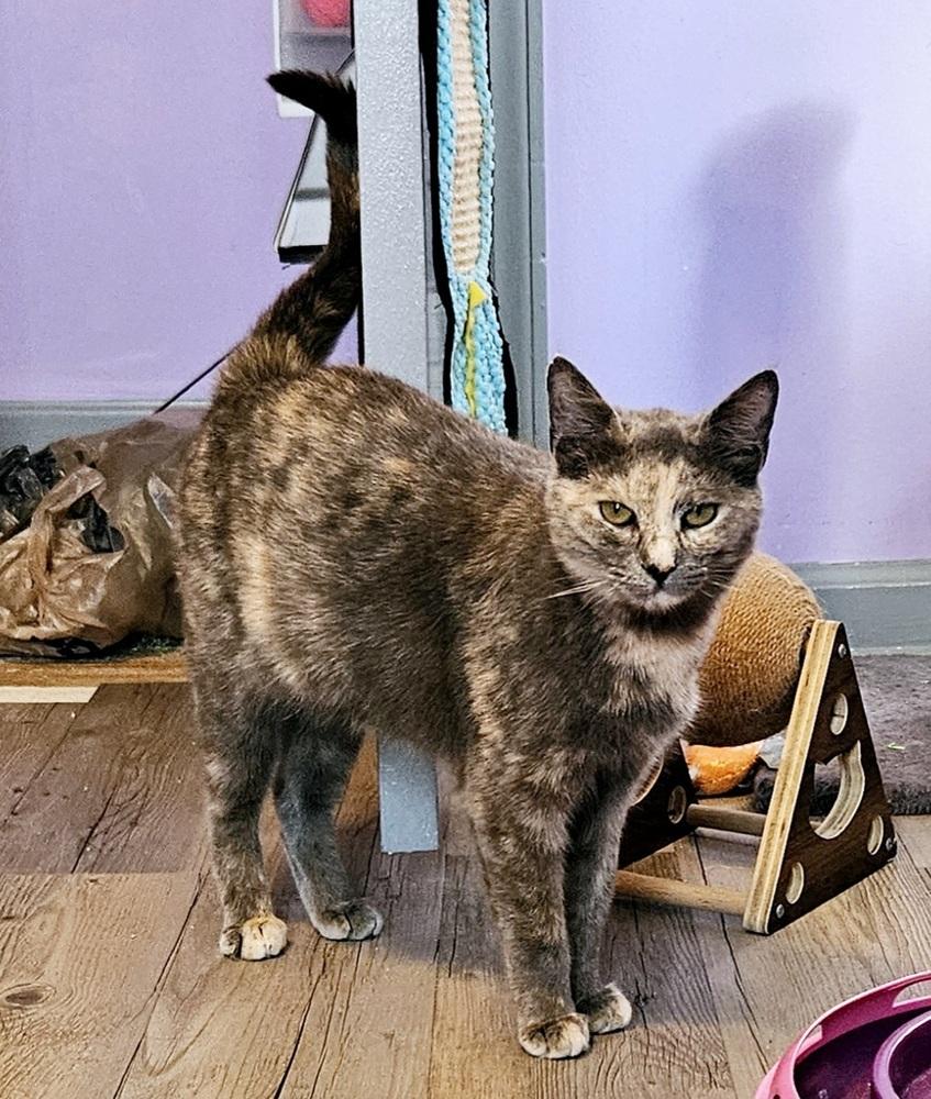 Sorbet, a Adoptable mixed breed in WARNER ROBINS, GA image 5/5