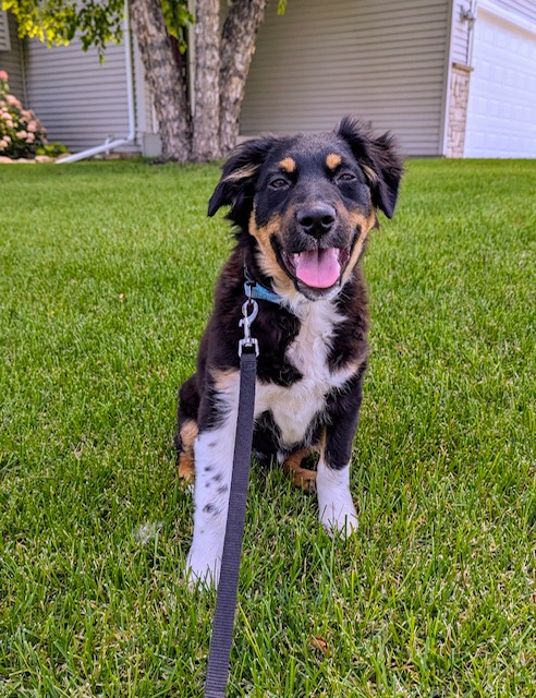 Jasper, an adopted Australian Shepherd in Elk River, MN_image-1