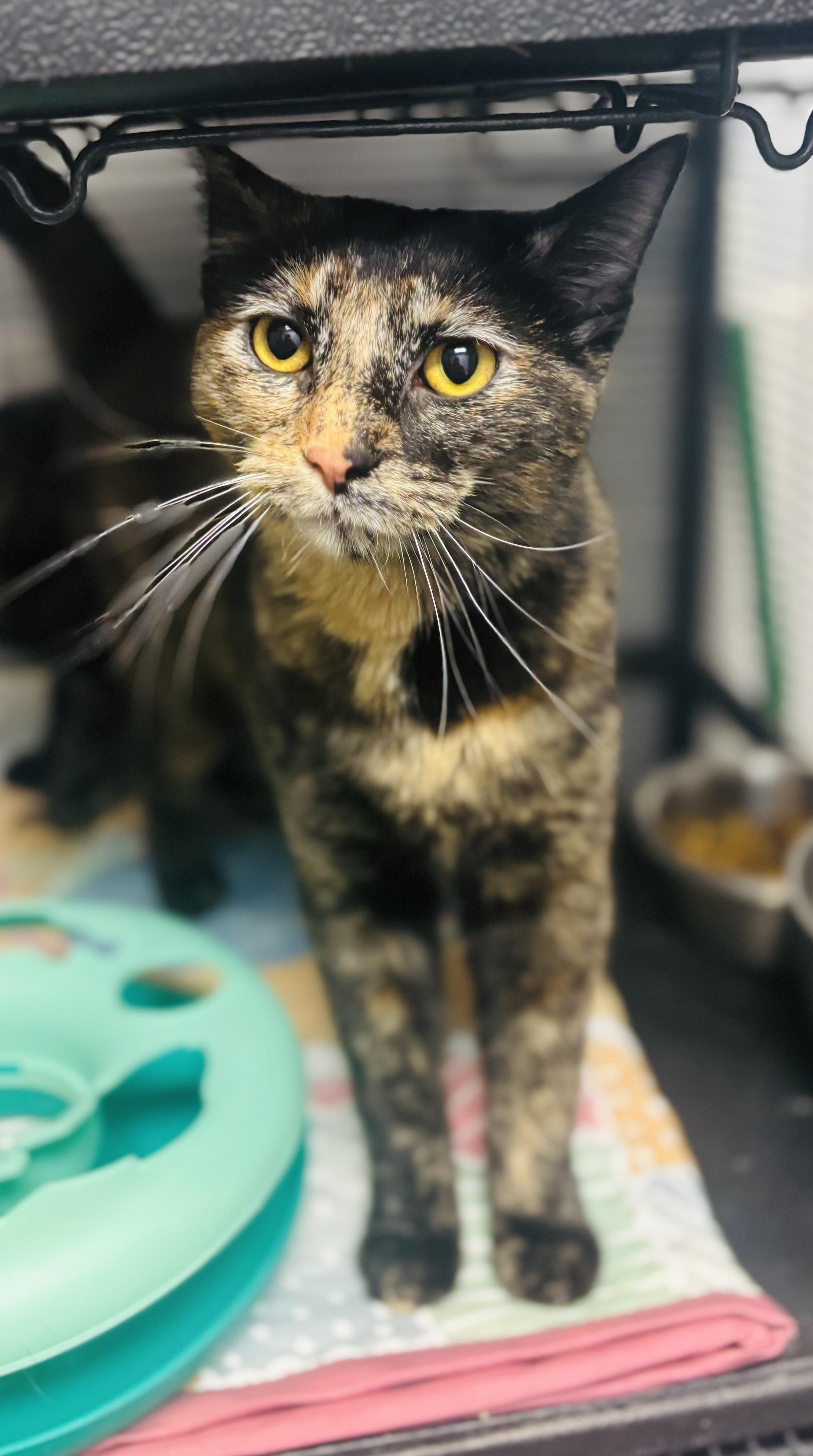 Enlarge Paint , a ADOPTABLE Domestic Short Hair in Council Bluffs, IA image 1/1