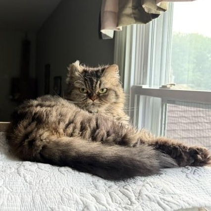 Enlarge DIAMOND, a ADOPTABLE Persian in Churchville, PA image 3/5