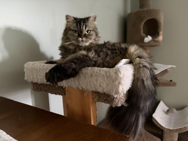 Enlarge DIAMOND, a ADOPTABLE Persian in Churchville, PA image 1/5