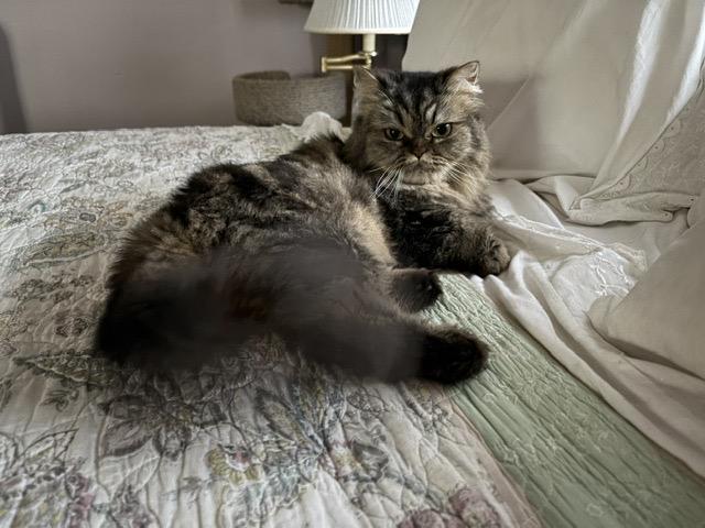 Enlarge DIAMOND, a ADOPTABLE Persian in Churchville, PA image 4/6
