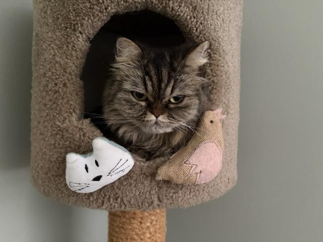 Enlarge DIAMOND, a ADOPTABLE Persian in Churchville, PA image 5/5
