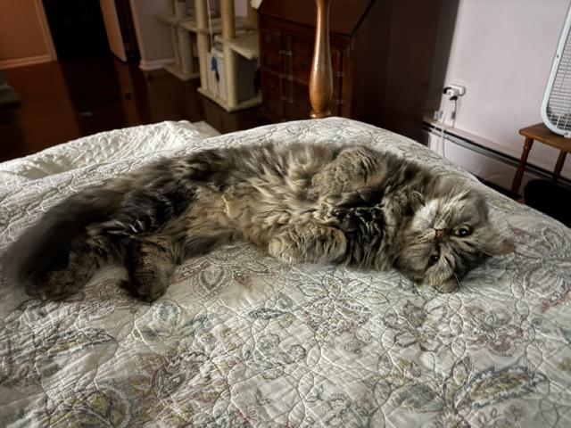 Enlarge DIAMOND, a ADOPTABLE Persian in Churchville, PA image 6/6