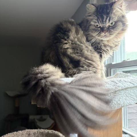 Enlarge DIAMOND, a ADOPTABLE Persian in Churchville, PA image 4/5