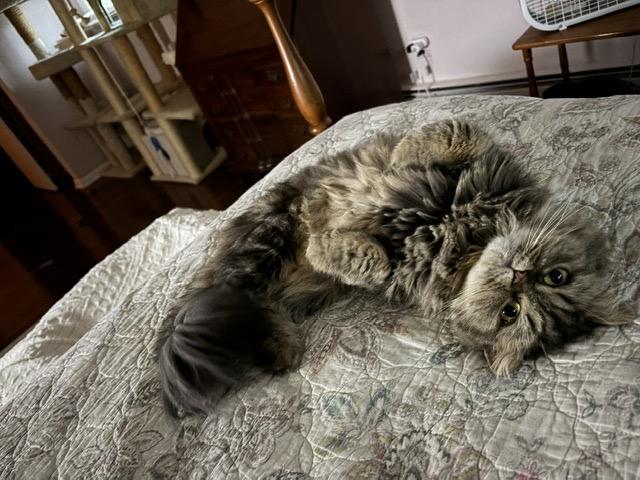 Enlarge DIAMOND, a ADOPTABLE Persian in Churchville, PA image 5/6