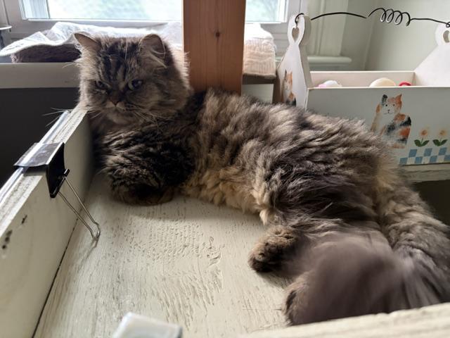 Enlarge DIAMOND, a ADOPTABLE Persian in Churchville, PA image 2/5