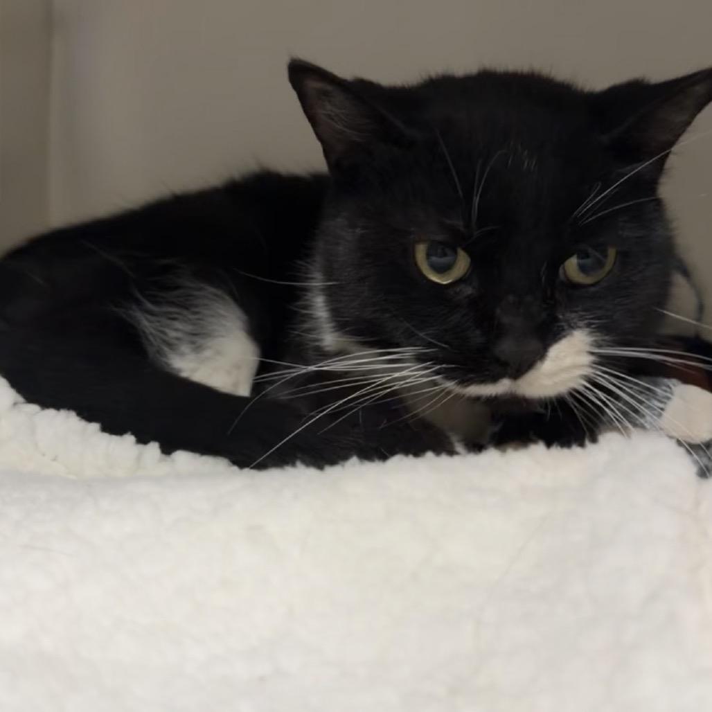 Dutchess, Adoptable, Senior Female Domestic Short Hair.