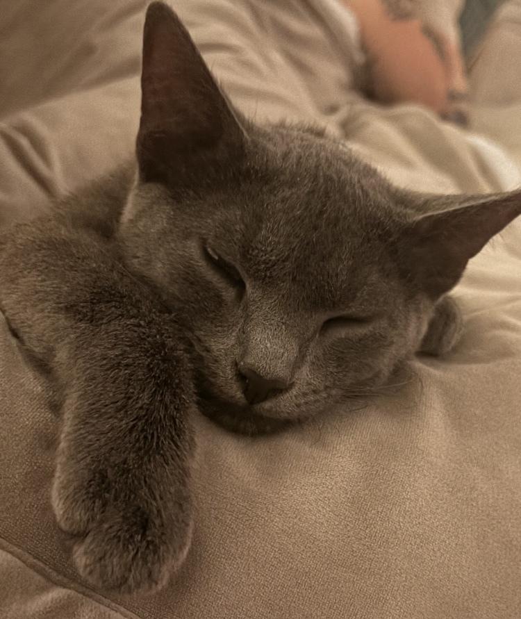 Grayson, Adoptable, Kitten Male Domestic Short Hair.