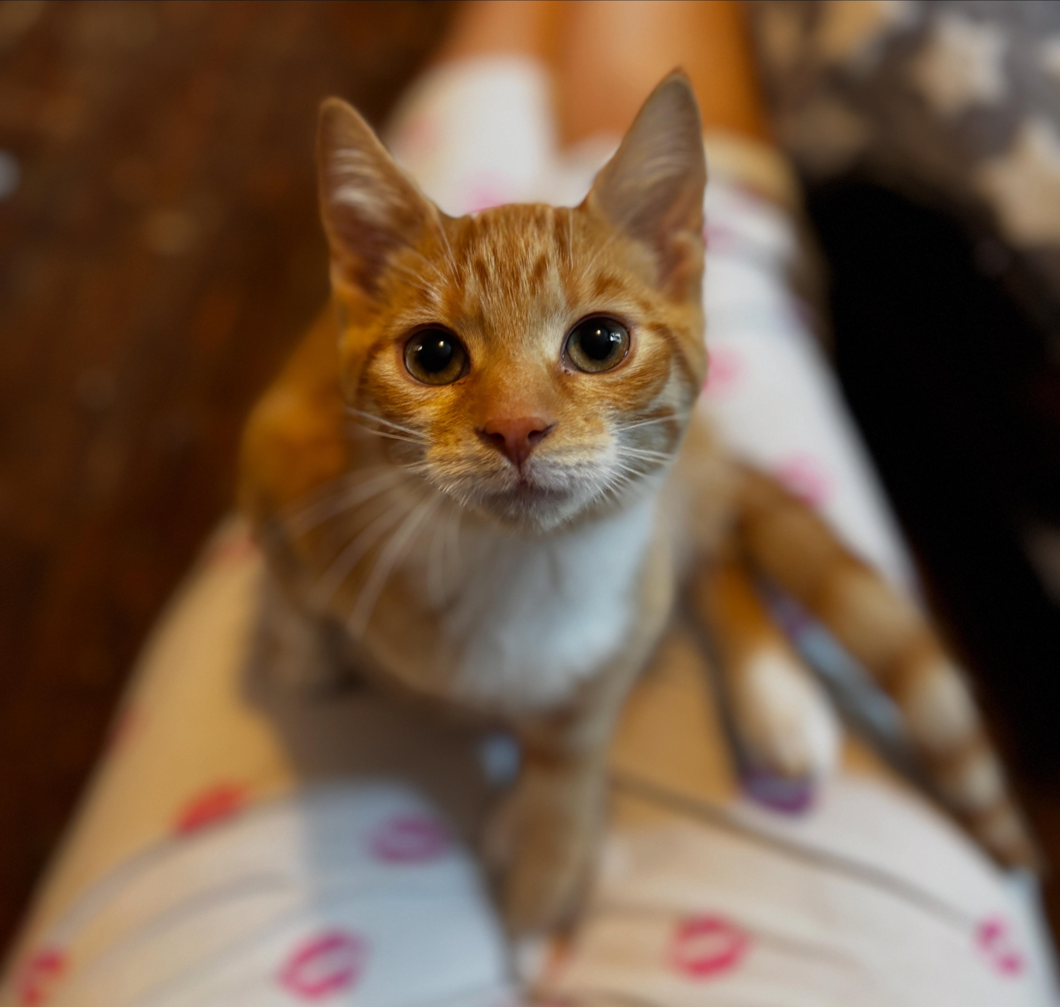 SIMBA, adoptable, Kitten Male Domestic Short Hair.