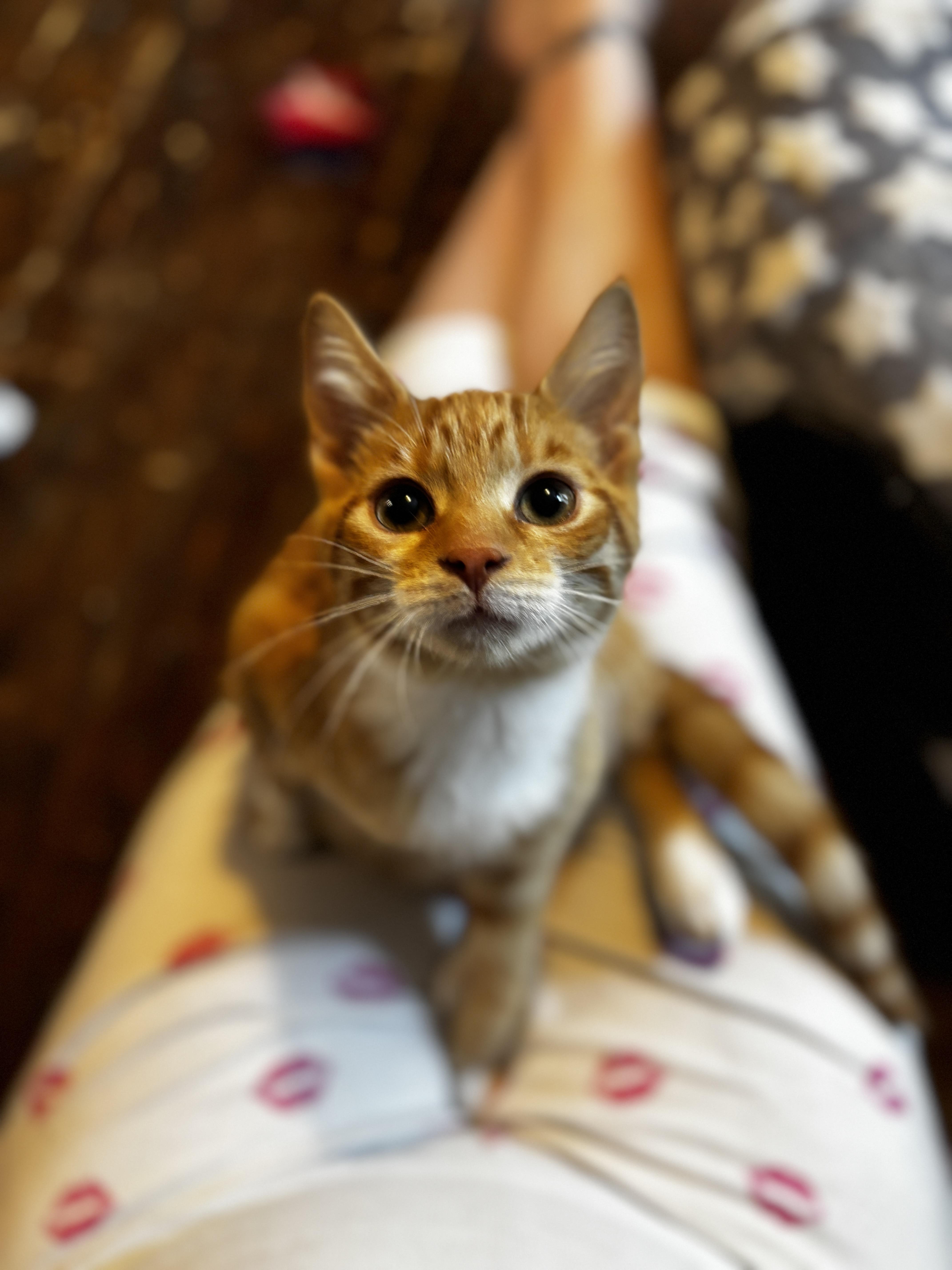 Enlarge SIMBA, an adoptable Domestic Short Hair in Shakespeare, ON image 2/5