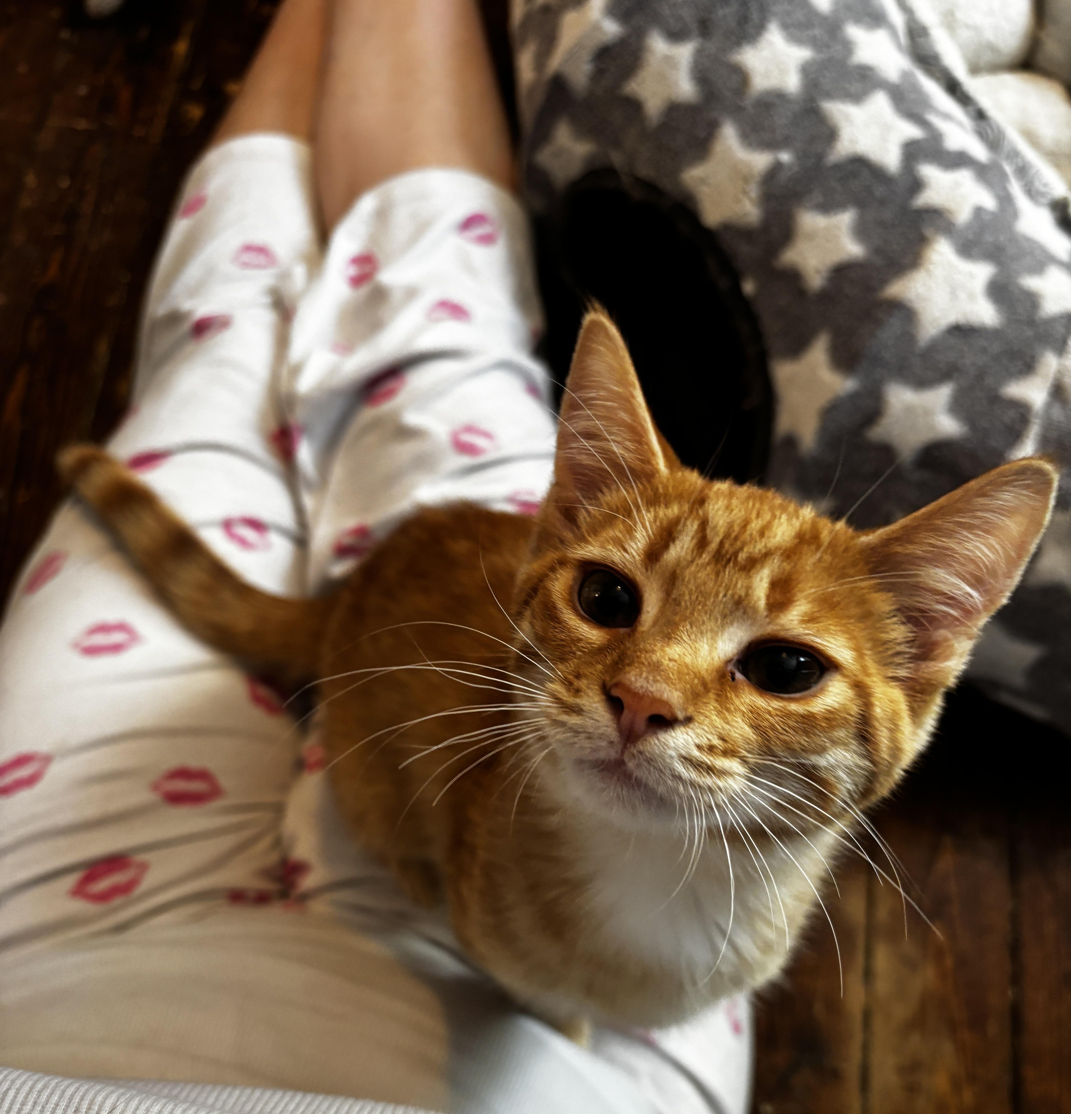 Enlarge SIMBA, an adoptable Domestic Short Hair in Shakespeare, ON image 3/5