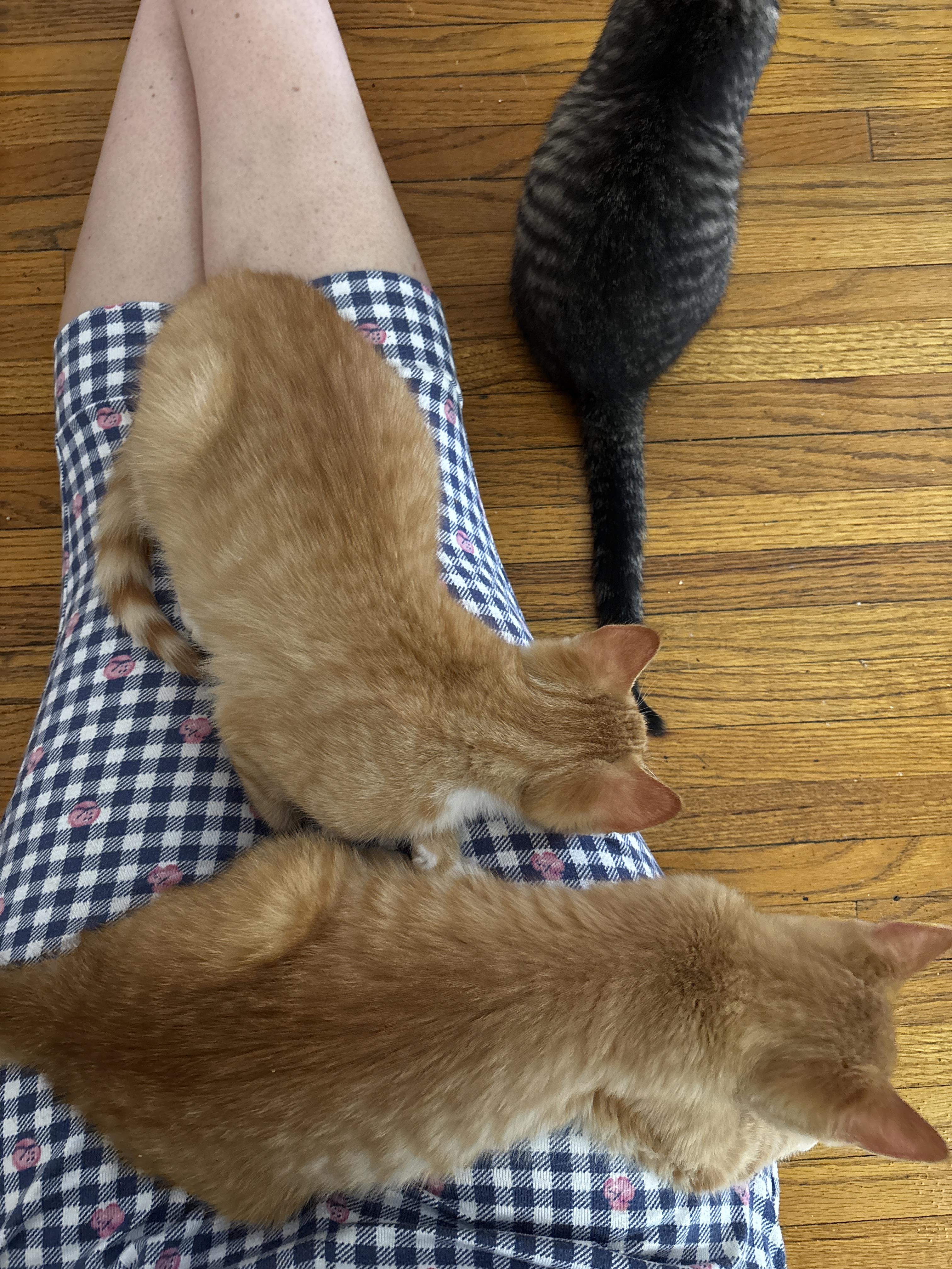 Enlarge SIMBA, an adoptable Domestic Short Hair in Shakespeare, ON image 4/5