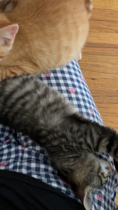 Enlarge SIMBA, an adoptable Domestic Short Hair in Shakespeare, ON video 5/5