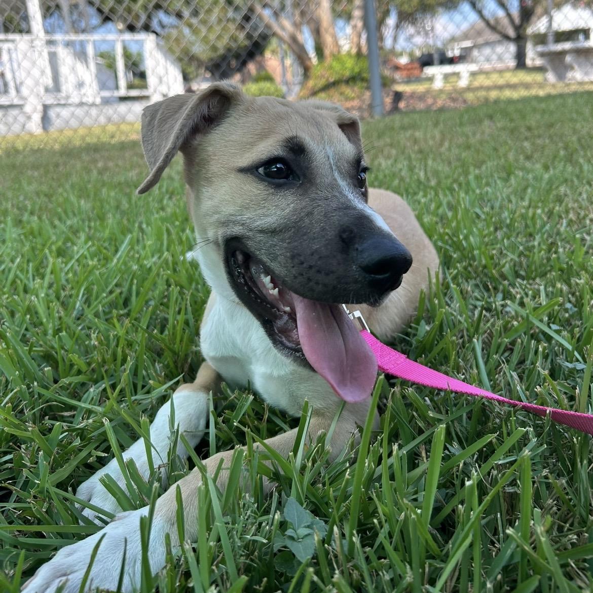 Enlarge Rowan, a Adoptable mixed breed in College Park, GA image 3/6