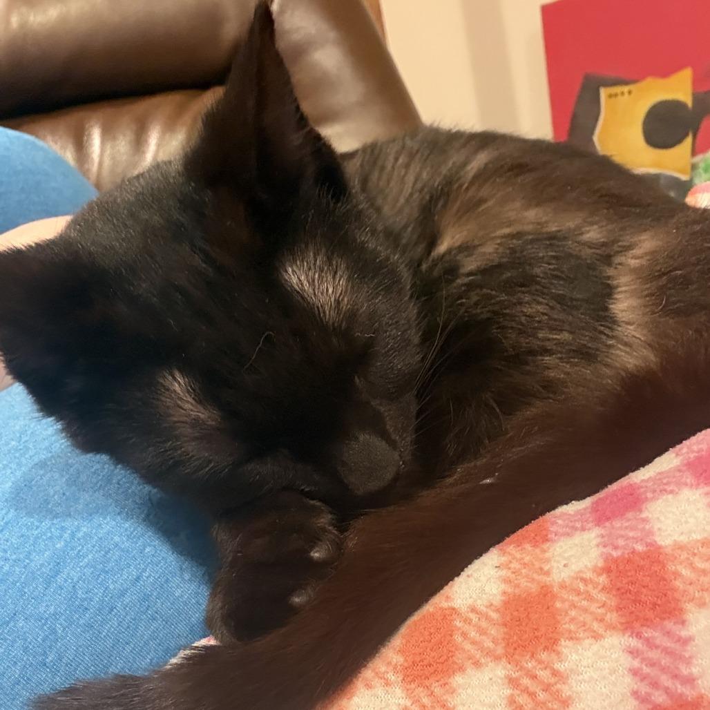 Oboe-Foster, Adoptable, Young Male Domestic Short Hair.
