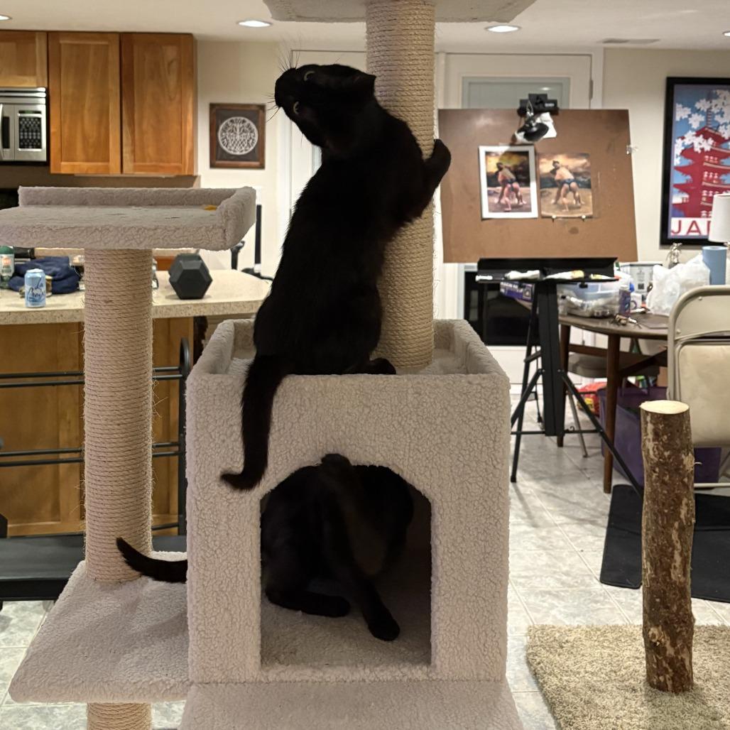 Oboe-Foster, a Adoptable Domestic Short Hair in Grand Rapids, MI image 2/6
