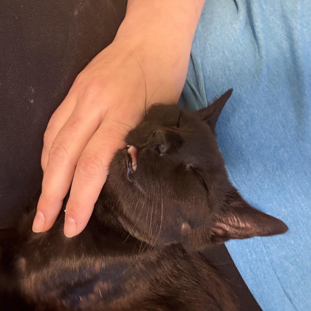Oboe-Foster, a Adoptable Domestic Short Hair in Grand Rapids, MI image 3/6