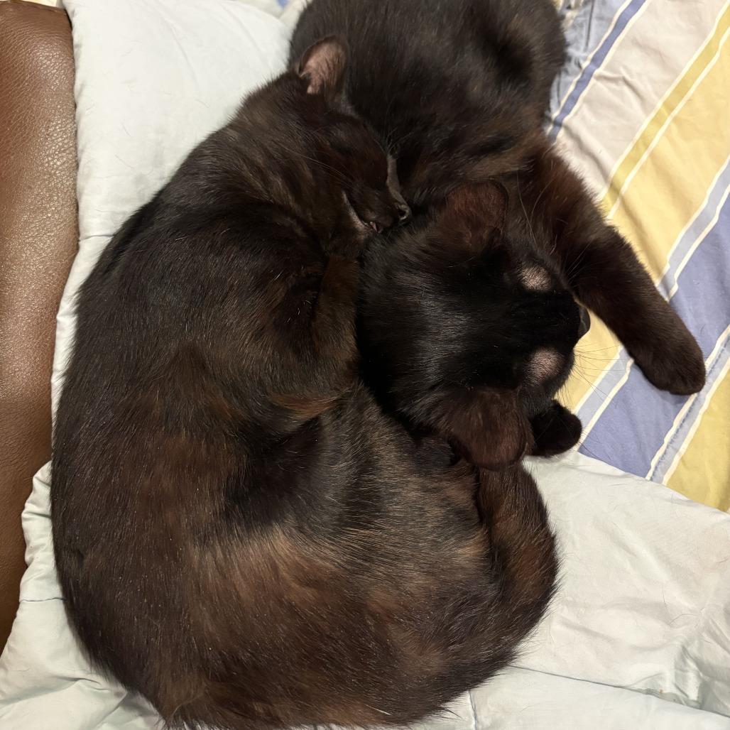 Oboe-Foster, a Adoptable Domestic Short Hair in Grand Rapids, MI image 4/6