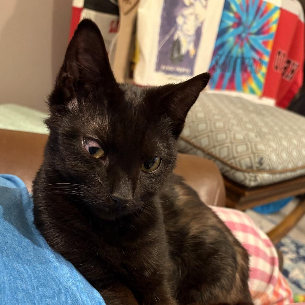 Oboe-Foster, a Adoptable Domestic Short Hair in Grand Rapids, MI image 5/6