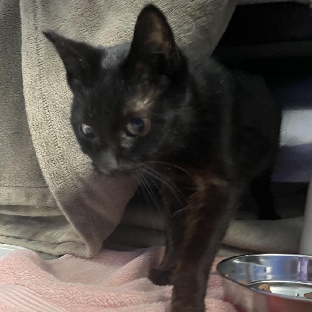 Oboe-Foster, a Adoptable Domestic Short Hair in Grand Rapids, MI image 6/6